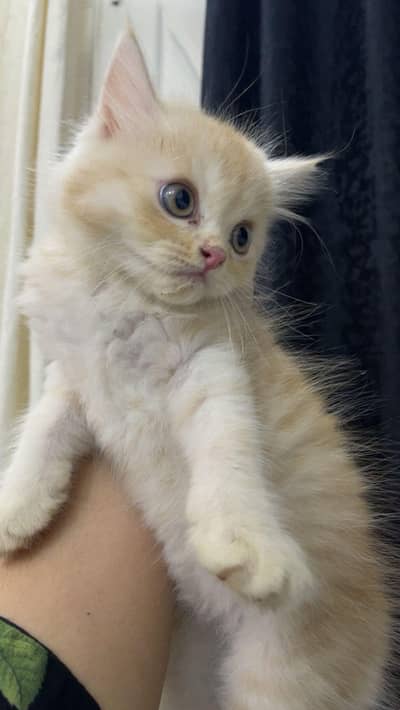 Healthy & Beautiful Cat Pair – Male & Female