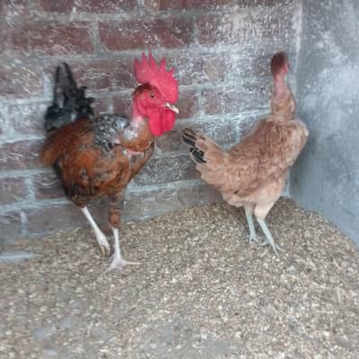 PHATAY MURGAY OR MURGIA FOR SALE