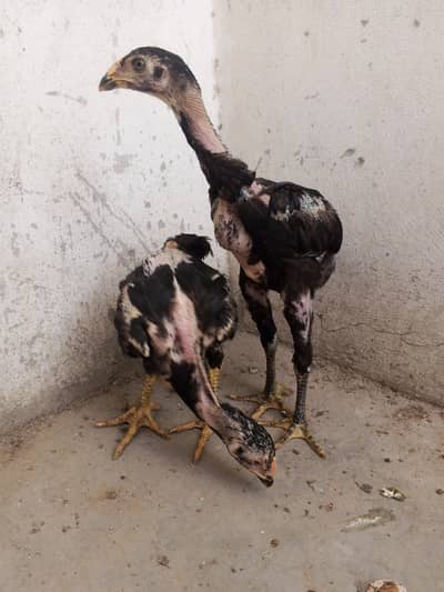 Heera plus shamo chicks