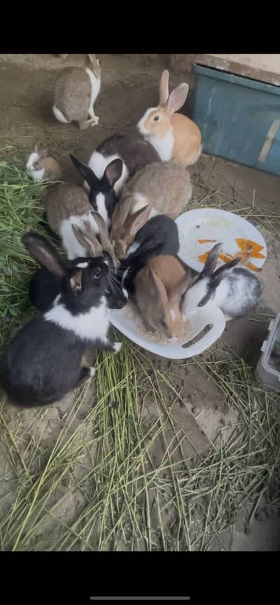 Rabbits for sale (Male and Females)