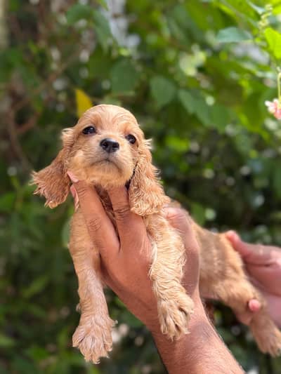 American cocker spaniel Male puppies