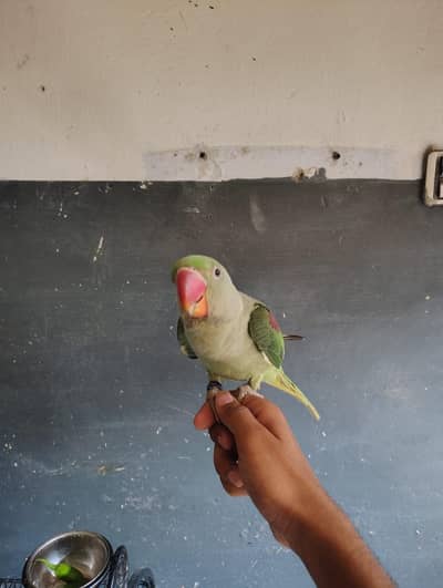 raw parrot hand team no bite