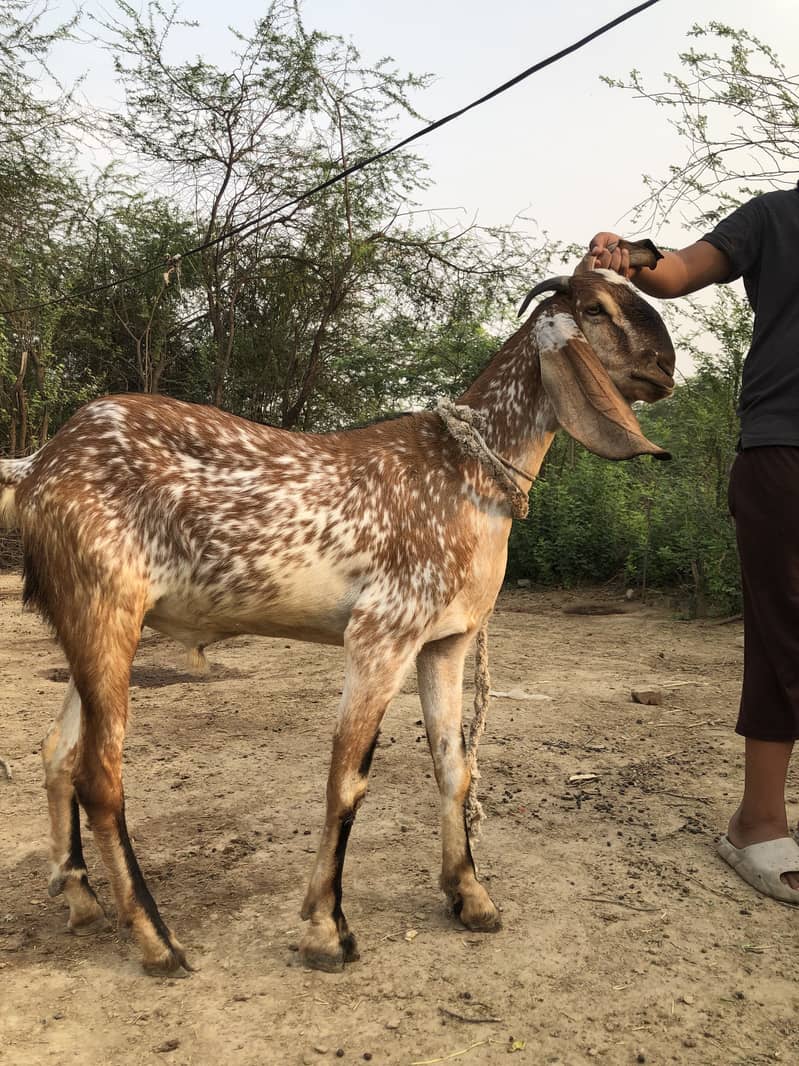 Bakra acha 0