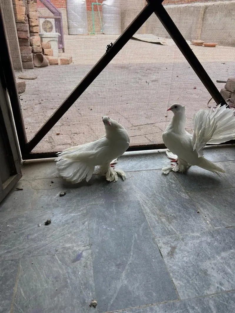 English fantail — photo 3