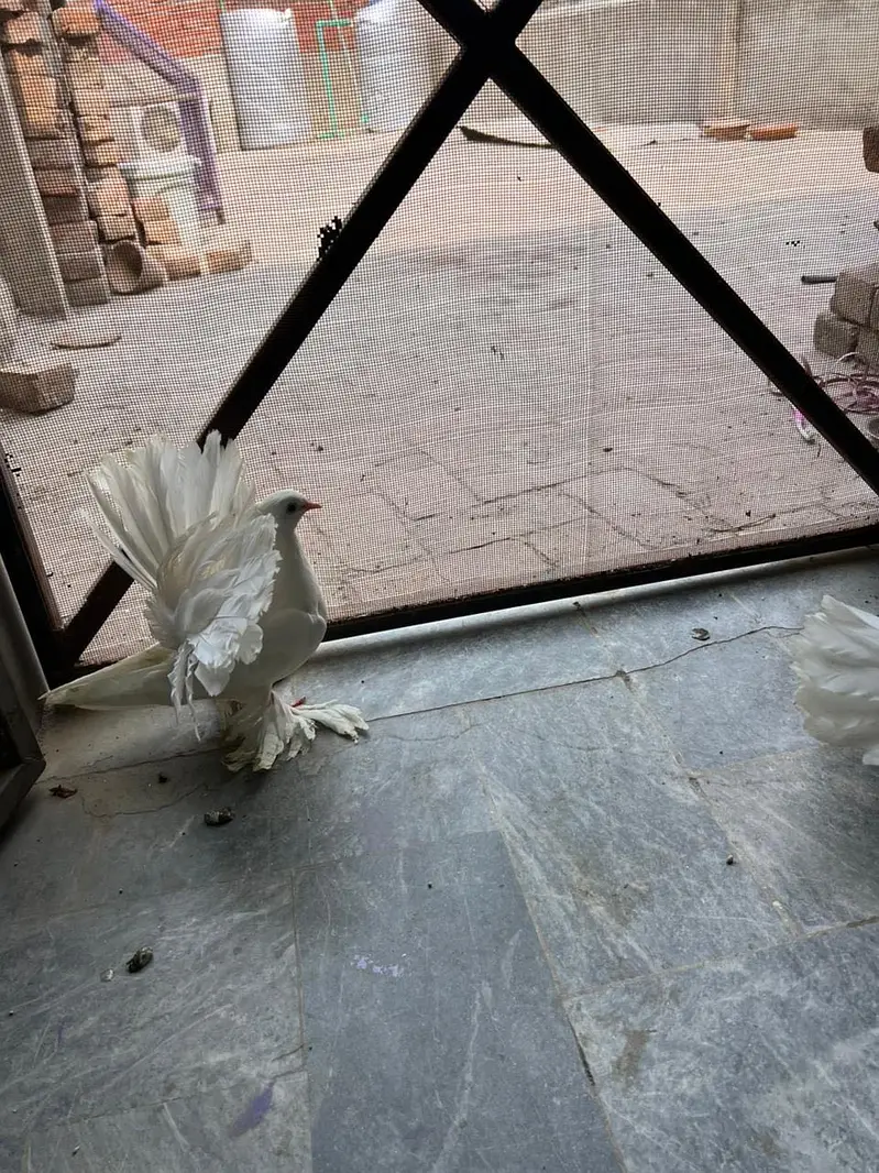 English fantail — photo 4