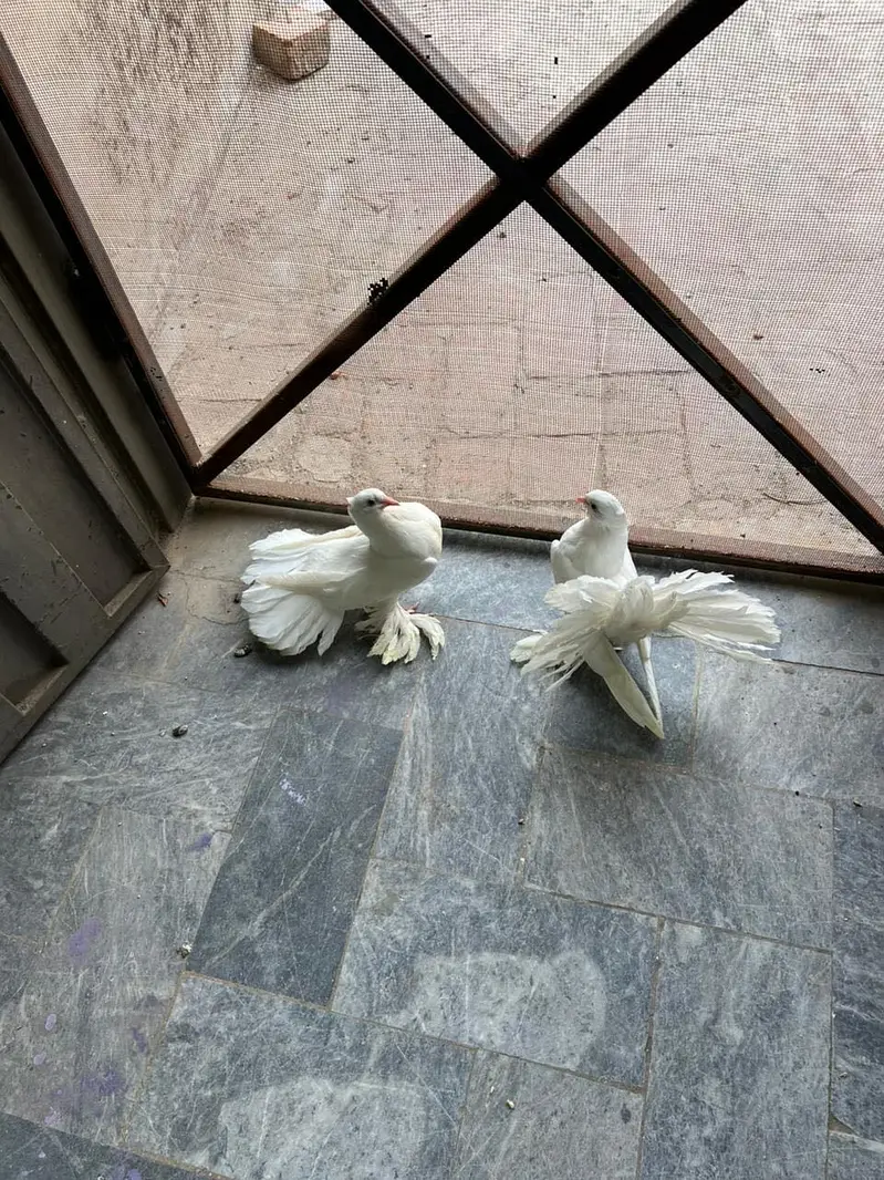 English fantail — photo 5