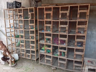 wooden cages dove, java,finches
