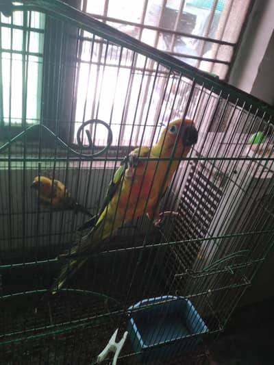 Hand Tamed Sun Conure Red Factor