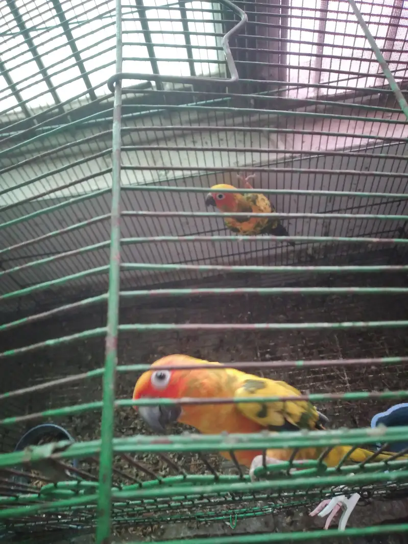 Hand Tamed Sun Conure Red Factor — photo 2