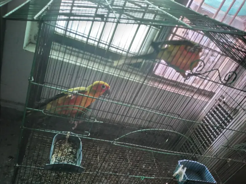 Hand Tamed Sun Conure Red Factor — photo 3