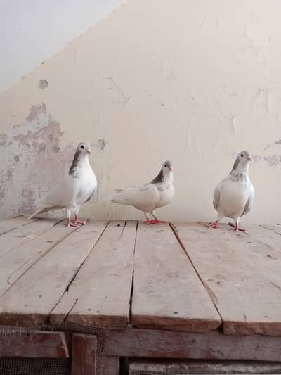 3Sherazi Breeder Birds Available