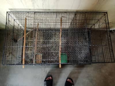 cage for parrot