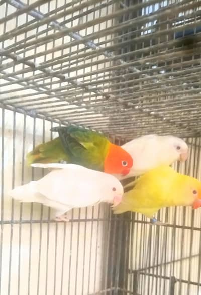 love birds for sales