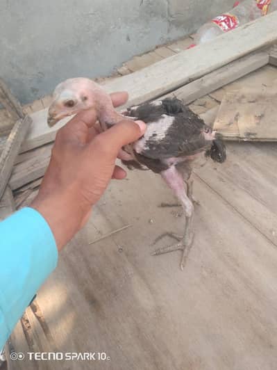 Pure aseel patha. price me kami peshi ho jae gi