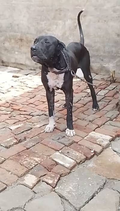 Aseel Bully kutta For Sale –co. no– 0+3+0+1+8+4+8+2+8+3+1