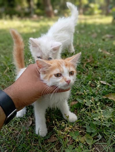 Two Fluffy Persian Boys Looking for a Loving Home!