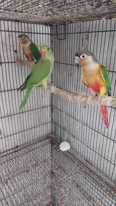 conure. . . 03246446064