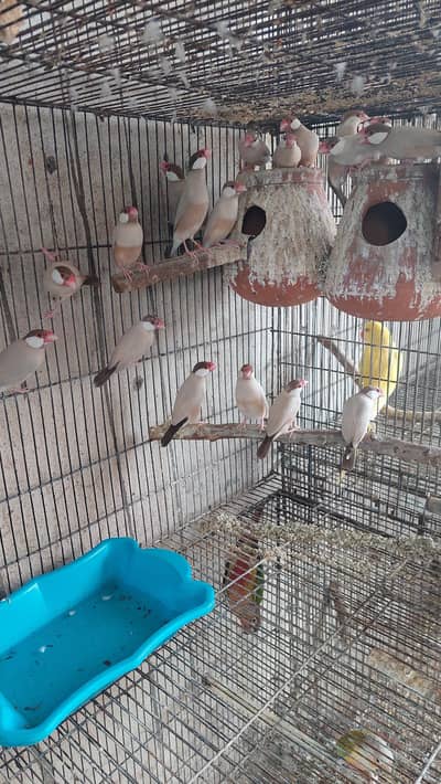 conure. . . 03246446064