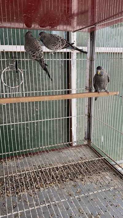 Blackface Grey and Violet, Hogoromo for sale