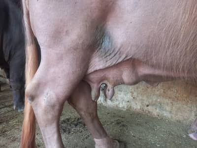 Premium Buffalo nili ravi breed