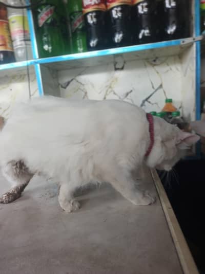 cat