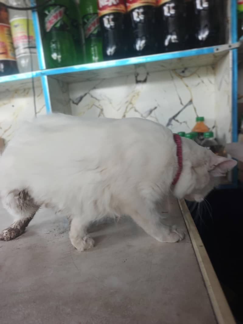 cat 0