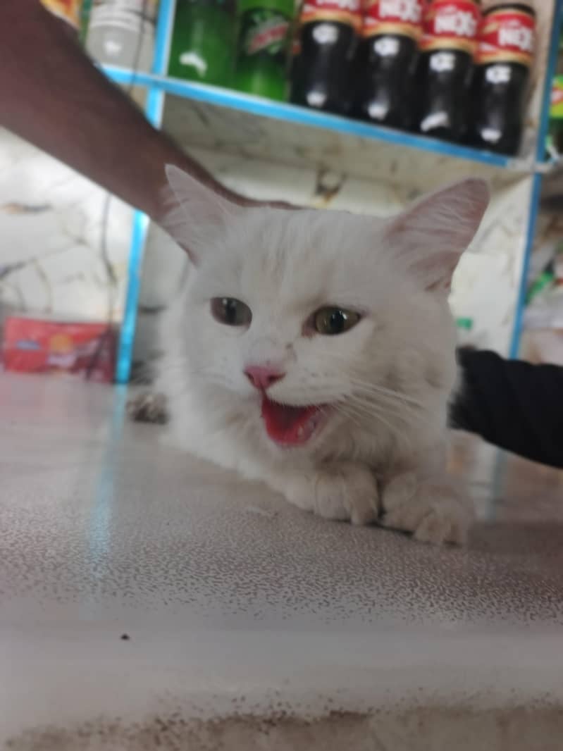 cat 1