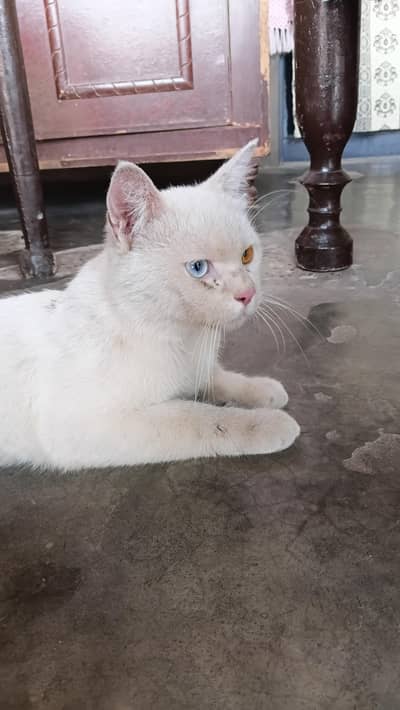 Pet Cat with beautiful eyes