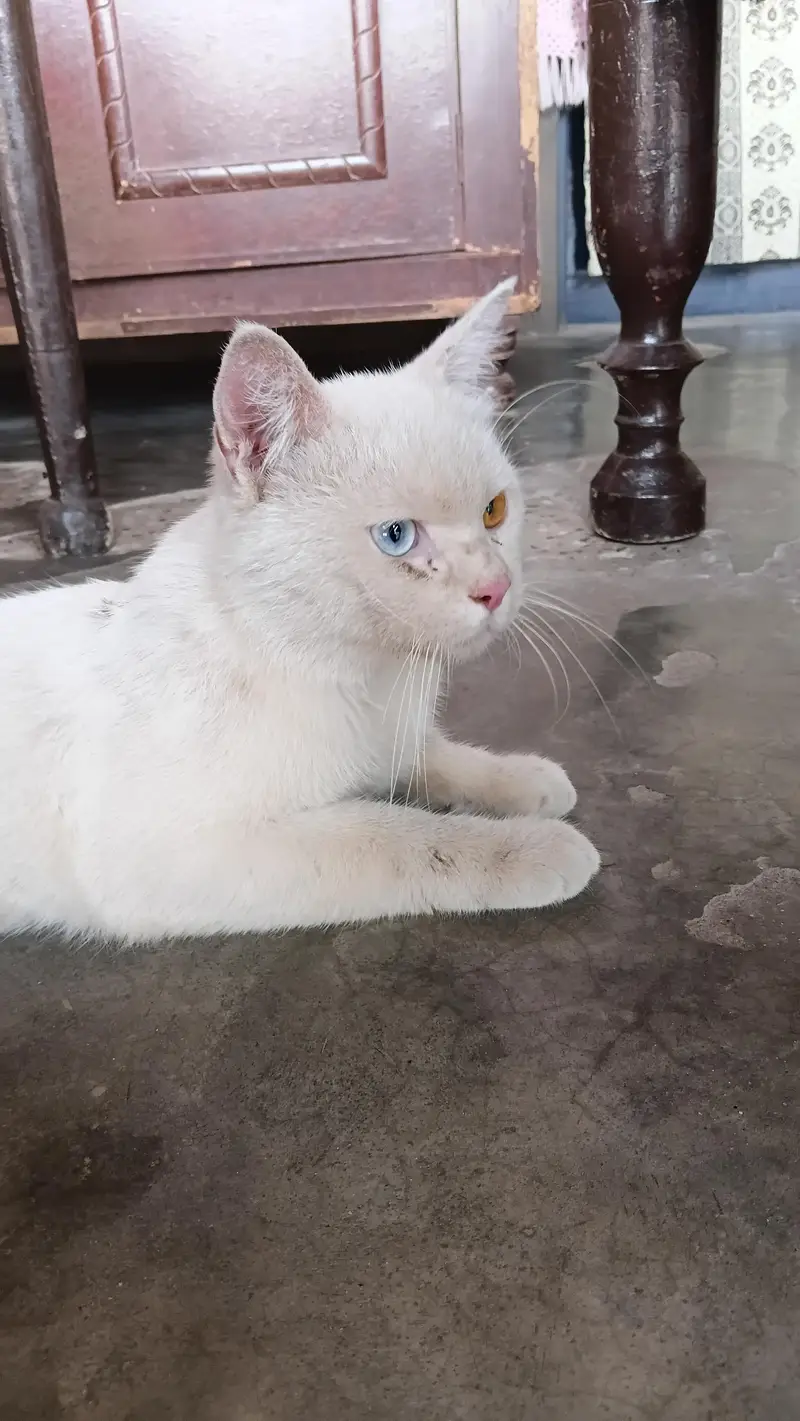 Pet Cat with beautiful eyes