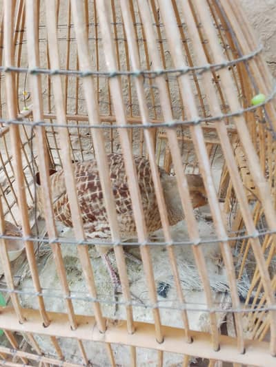 Sindhi breeder pair