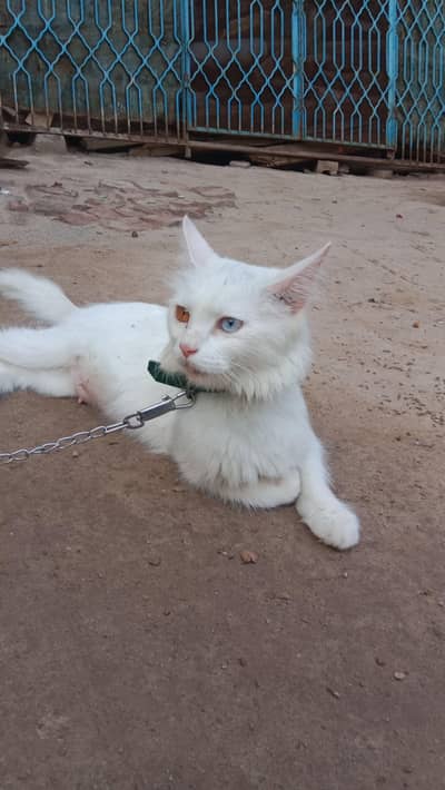 Russian cat