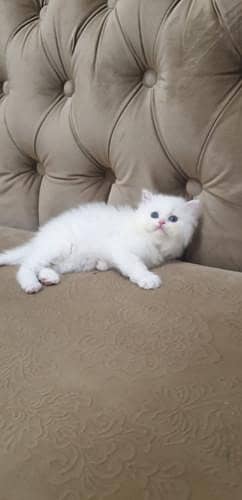Doll Faces Persian kattins