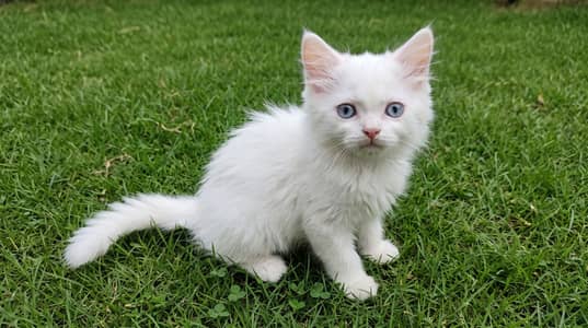 Two Fluffy Persian Boys Looking for a Loving Home!