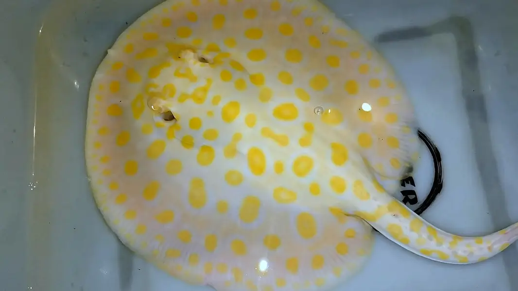 Albino BD ST