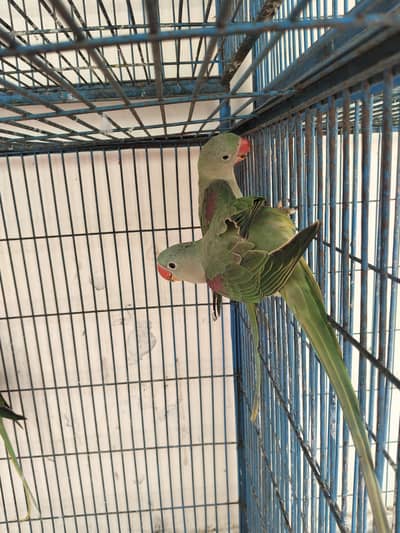 parrot  babies