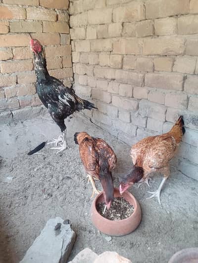 both hi sasta rate ma blue eyes murgi for sale hai