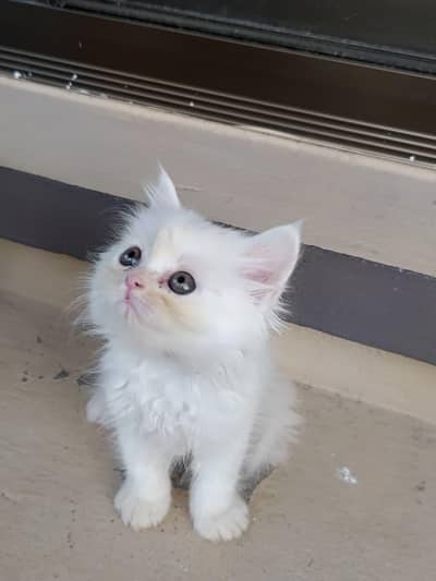 white and brown Persian cats available