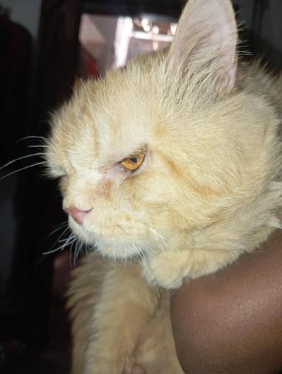 Cat male Persian for sale