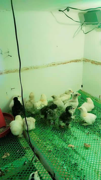 bantam Chiks available