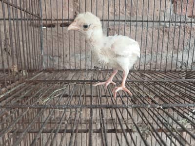 heera aseel paper white fertile eggs  with 100 %guaranteed
