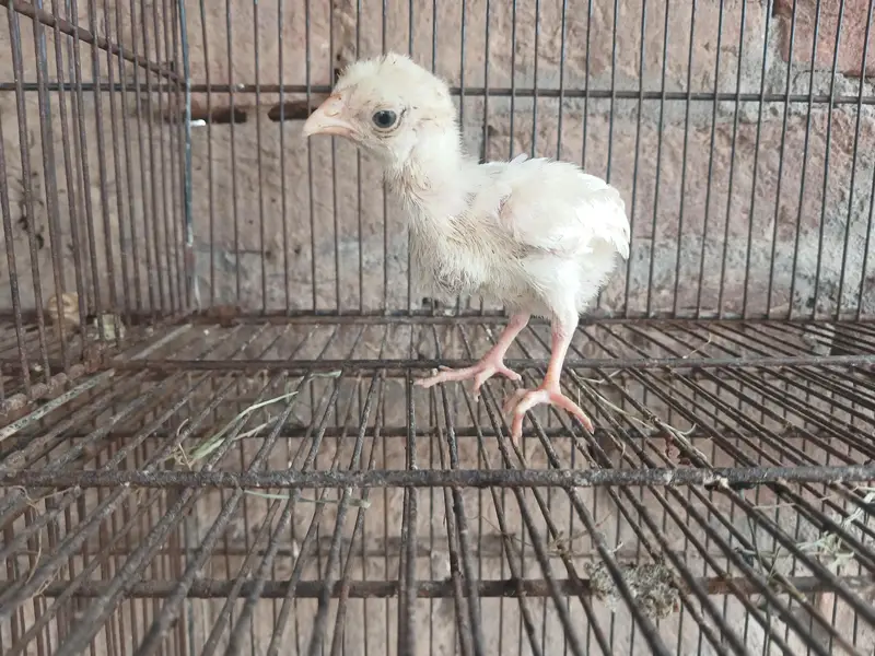 heera aseel paper white fertile eggs  with 100 %guaranteed