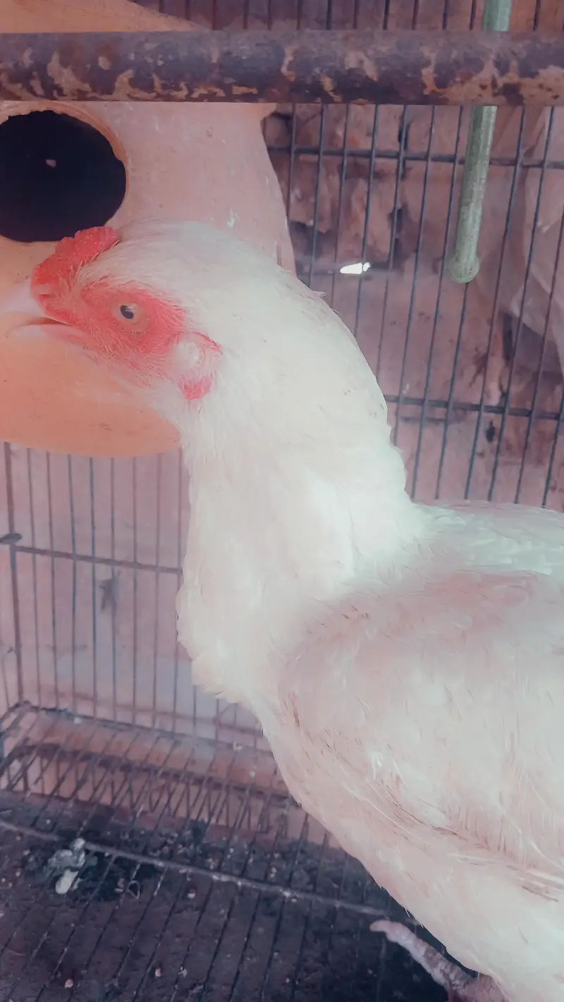 heera aseel paper white fertile eggs  with 100 %guaranteed — photo 2