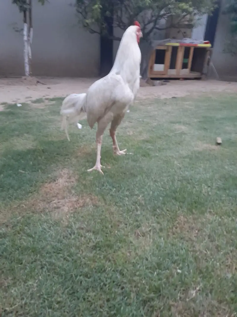 heera aseel paper white fertile eggs  with 100 %guaranteed — photo 3