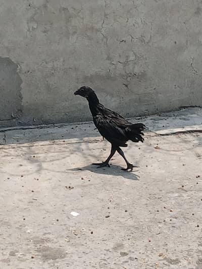 sath murgi ka bacha bhi ha