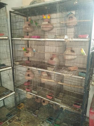 Birds accessories | birds set up | birds cages | birds | parrots cages