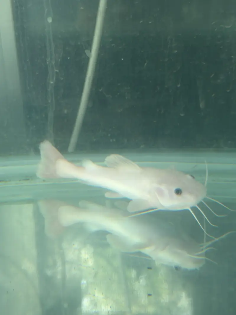 Albino BD ST — photo 2