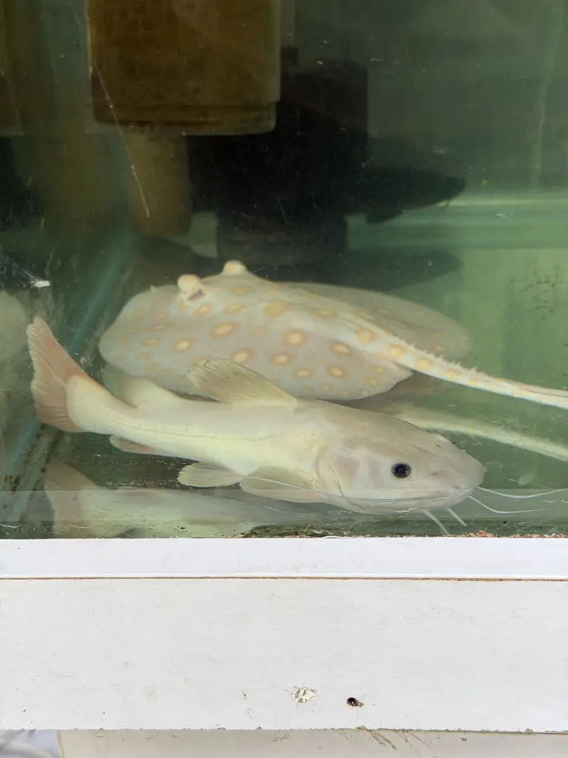 Albino BD ST — photo 3