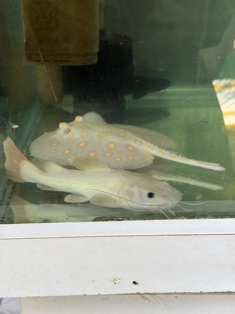 Albino BD ST — photo 4