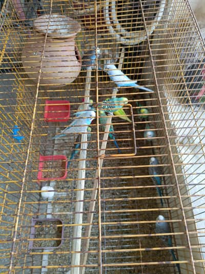 australian parrots budgies location renala khurd