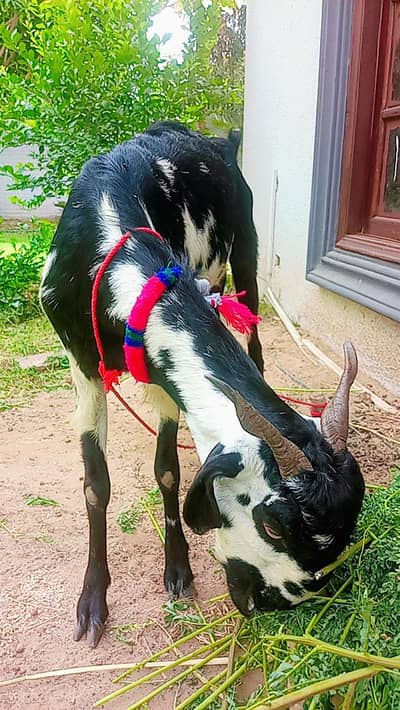 Bakri for sale 4 danth